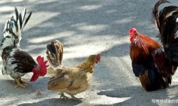 福清鸡哥爆料事件视频最新,揭秘事件背后真相